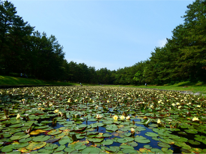 阿波岐原森林公園